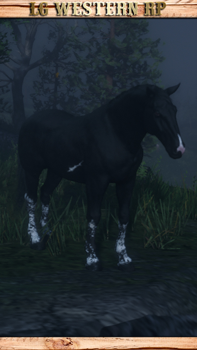 A_C_Horse_NorfolkRoadster_Black