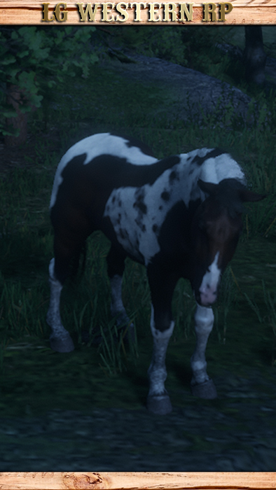 A_C_Horse_NorfolkRoadster_SpottedTricolor