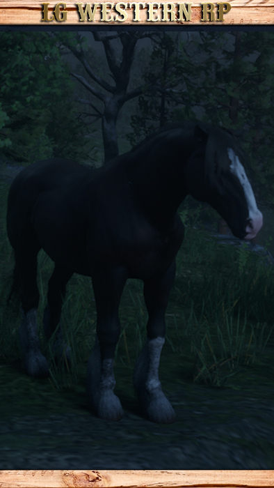 A_C_Horse_Shire_DarkBay
