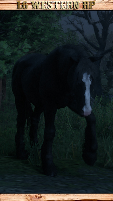A_C_Horse_Shire_RavenBlack