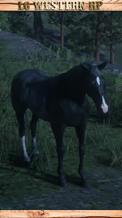 A_C_Horse_TennesseeWalker_BlackRabicano