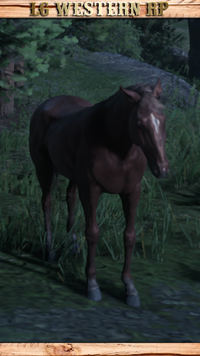 A_C_Horse_TennesseeWalker_Chestnut
