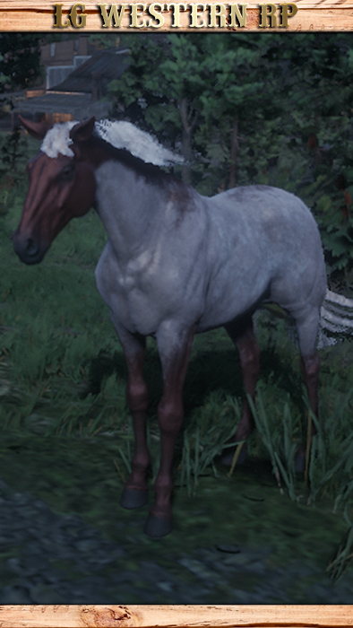 A_C_Horse_TennesseeWalker_FlaxenRoan