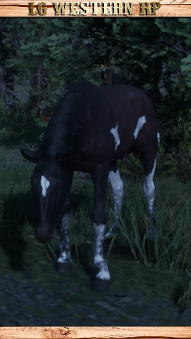 A_C_Horse_TennesseeWalker_MahoganyBay