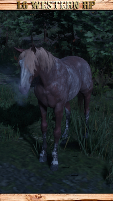 A_C_Horse_TennesseeWalker_RedRoan