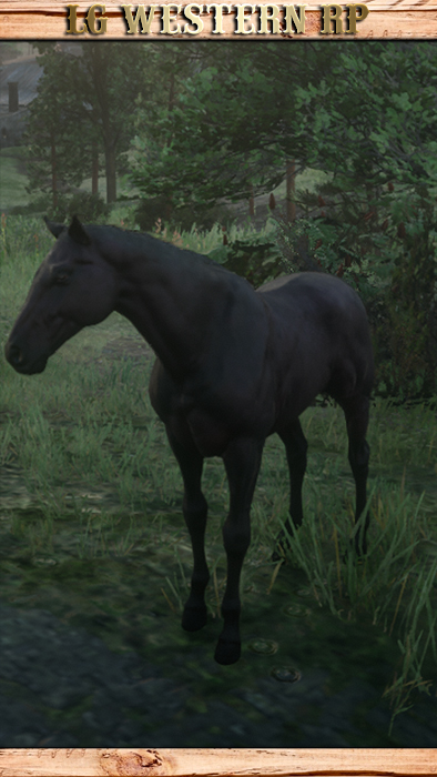 A_C_Horse_Thoroughbred_BlackChestnut