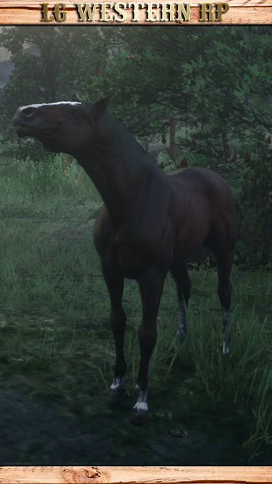 A_C_Horse_Thoroughbred_BloodBay