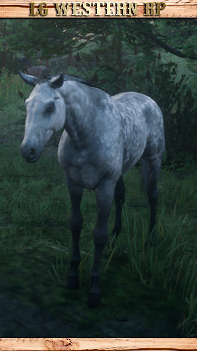 A_C_Horse_Thoroughbred_DappleGrey