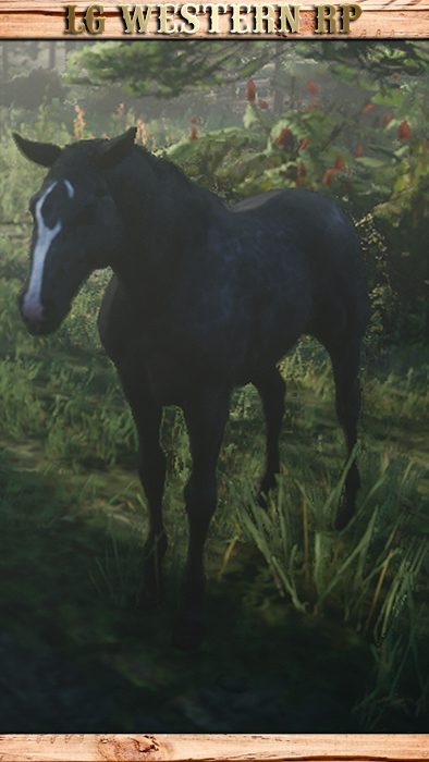 A_C_Horse_Thoroughbred_ReverseDappleBlack