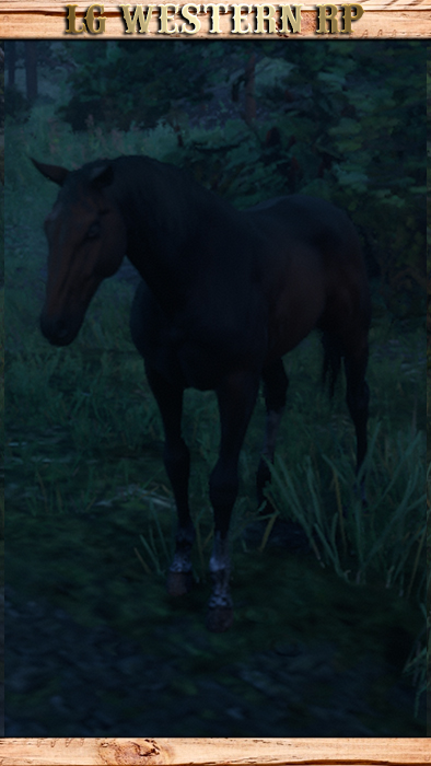 A_C_Horse_Turkoman_DarkBay