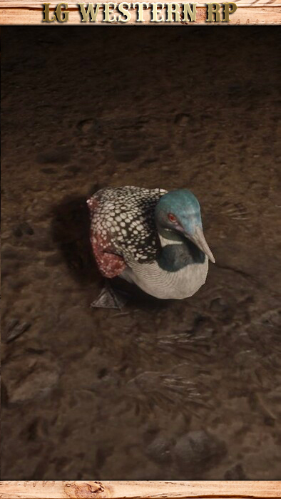 A_C_Loon_01_