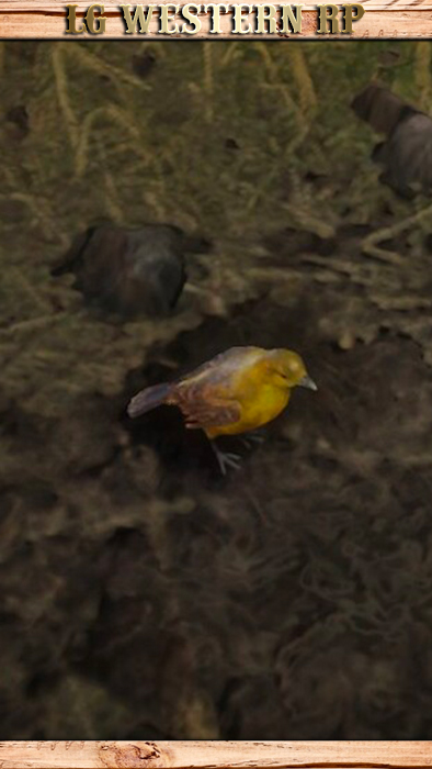 A_C_Oriole_01