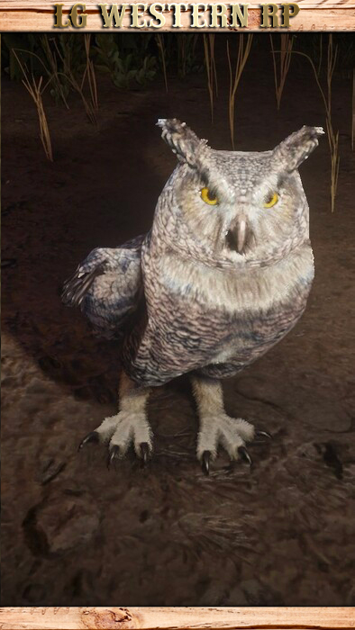 A_C_Owl_01_