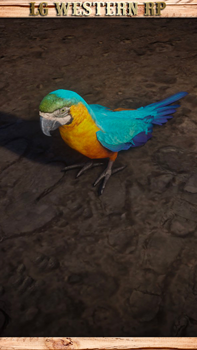 A_C_Parrot_01_