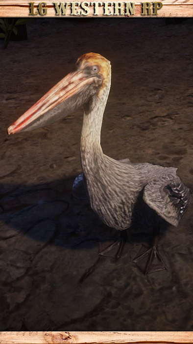 A_C_Pelican_01_