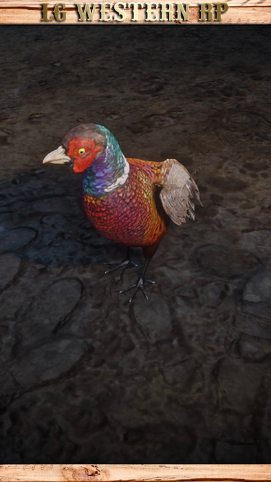 A_C_Pheasant_01