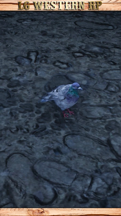 A_C_Pigeon_