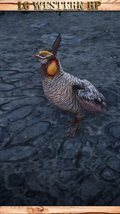 A_C_PrairieChicken_01_