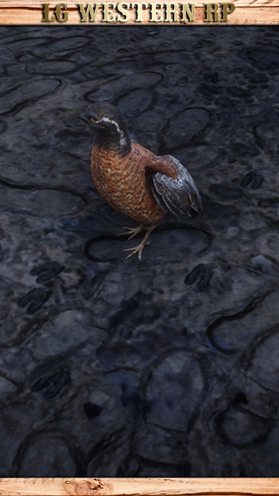 A_C_Quail_01_