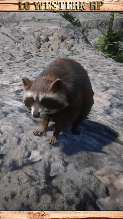 A_C_Raccoon_01