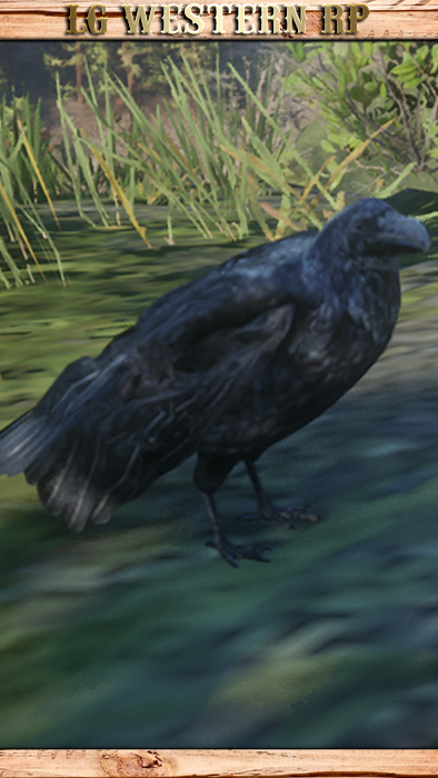 A_C_Raven_01
