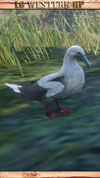 A_C_RedFootedBooby_01