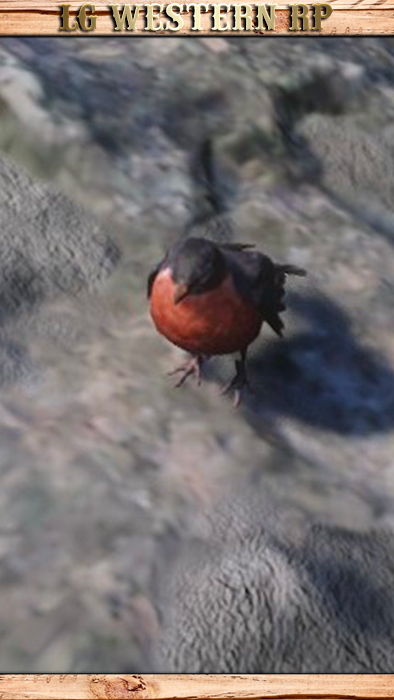 A_C_Robin_01_
