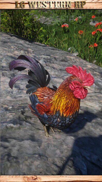 A_C_Rooster_01_