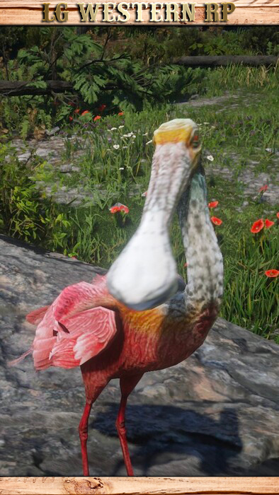 A_C_RoseateSpoonbill_01