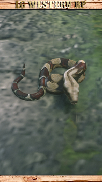A_C_SnakeRedBoa10ft_01