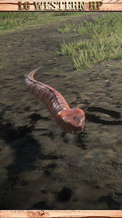 A_C_SnakeRedBoa_01