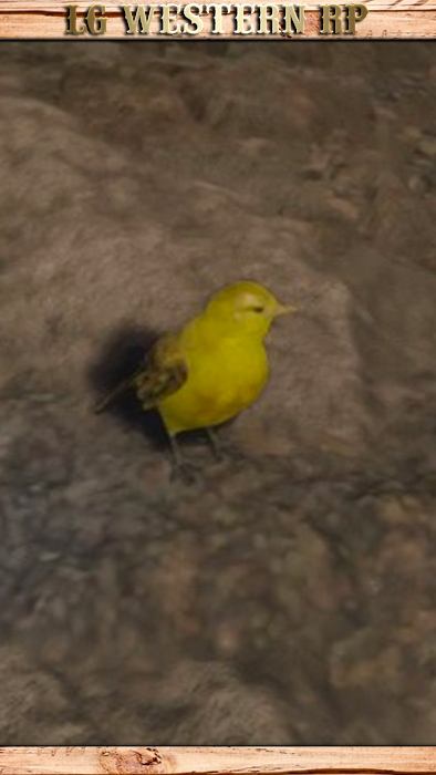 A_C_SongBird_01_