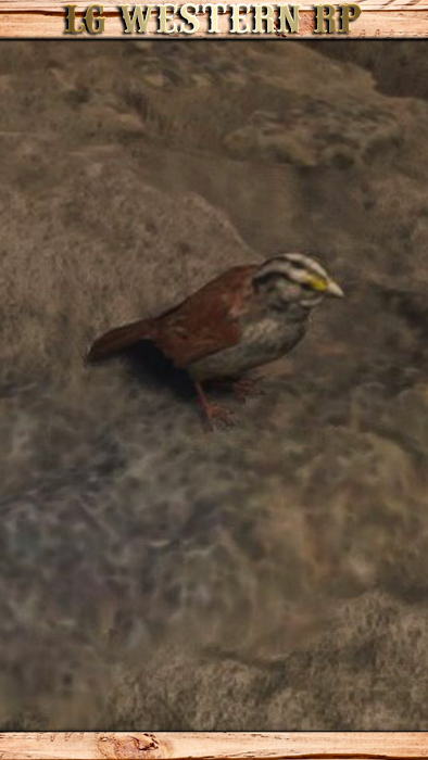 A_C_Sparrow_01_