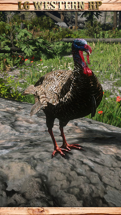 A_C_TurkeyWild_01