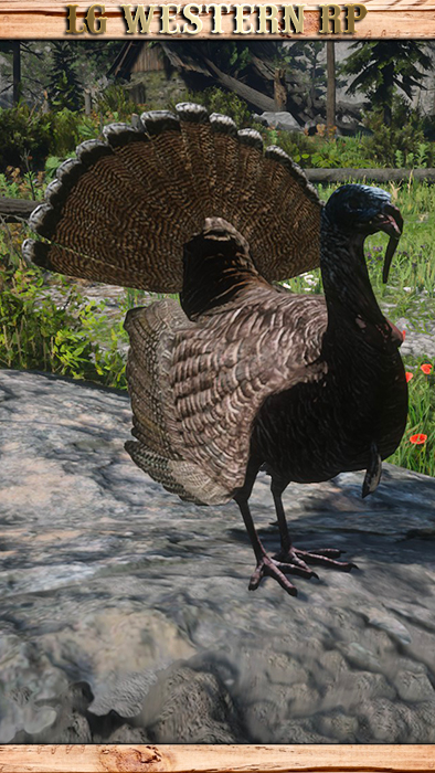 A_C_Turkey_01_