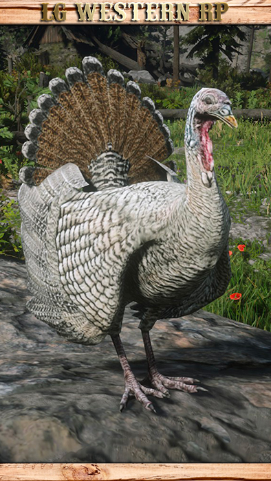 A_C_Turkey_02_