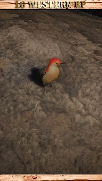 A_C_Woodpecker_01_