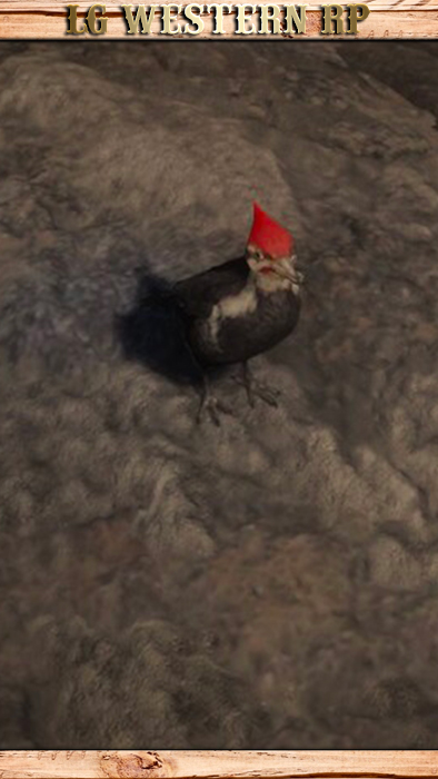 A_C_Woodpecker_02