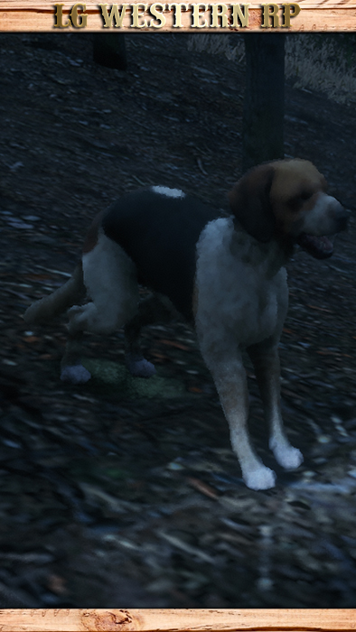MP_A_C_DOGAMERICANFOXHOUND_01