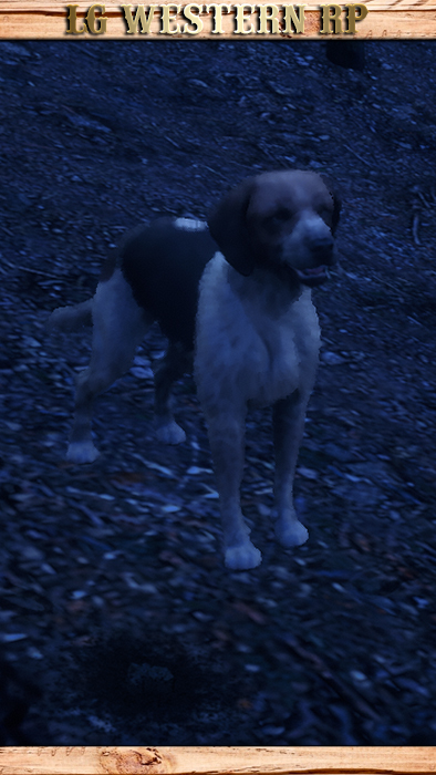RE_LOSTDOG_DOGS_01