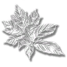 cannabis
