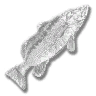 mediumfish